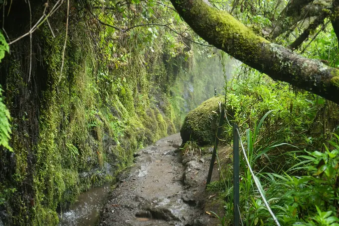 Levada-Wanderweg im feuchten Wald Madeiras