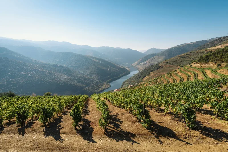 Wijngaarden op terrassen in de Douro-vallei